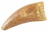 Serrated, Theropod (Deltadromeus?) Tooth - Real Dinosaur Tooth #268835-1